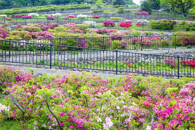 観光 トピックス 長崎つつじめぐり ながさきプレスwebマガジン 長崎のタウン情報誌公式サイト